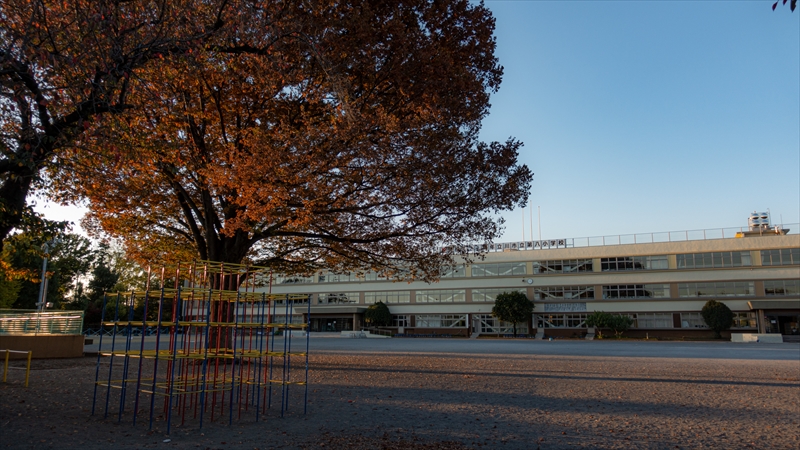 立川第八小学校の校庭とけやきの木